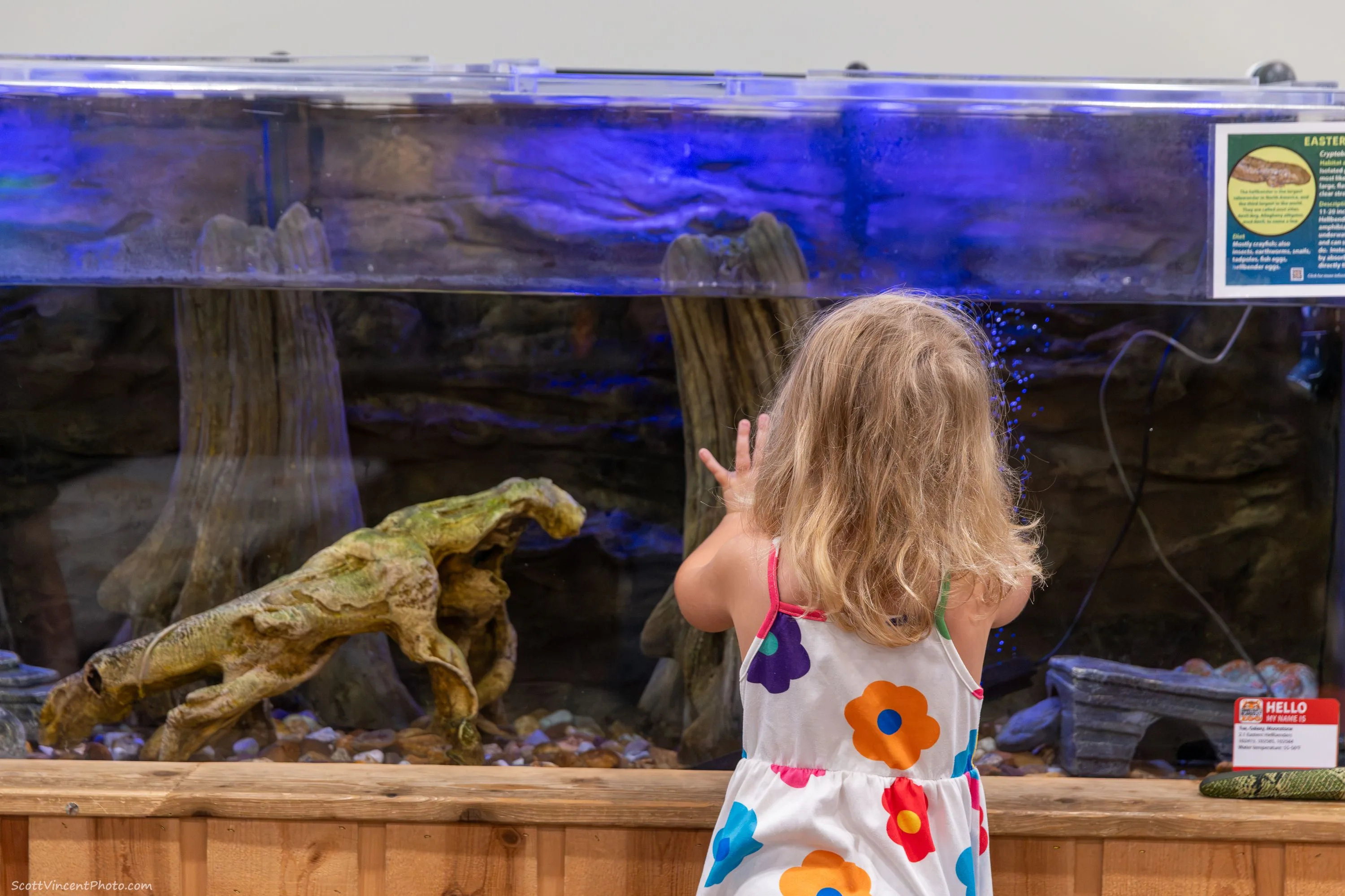Zoo Tots: Do You See What I See? (Session 2)