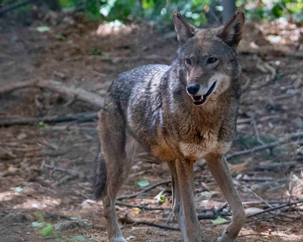 American Red Wolf walking through the woods.
