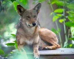 Red Wolves Recently Born in the Wild