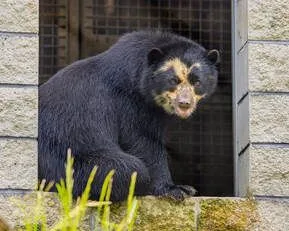 Andean Bear Day