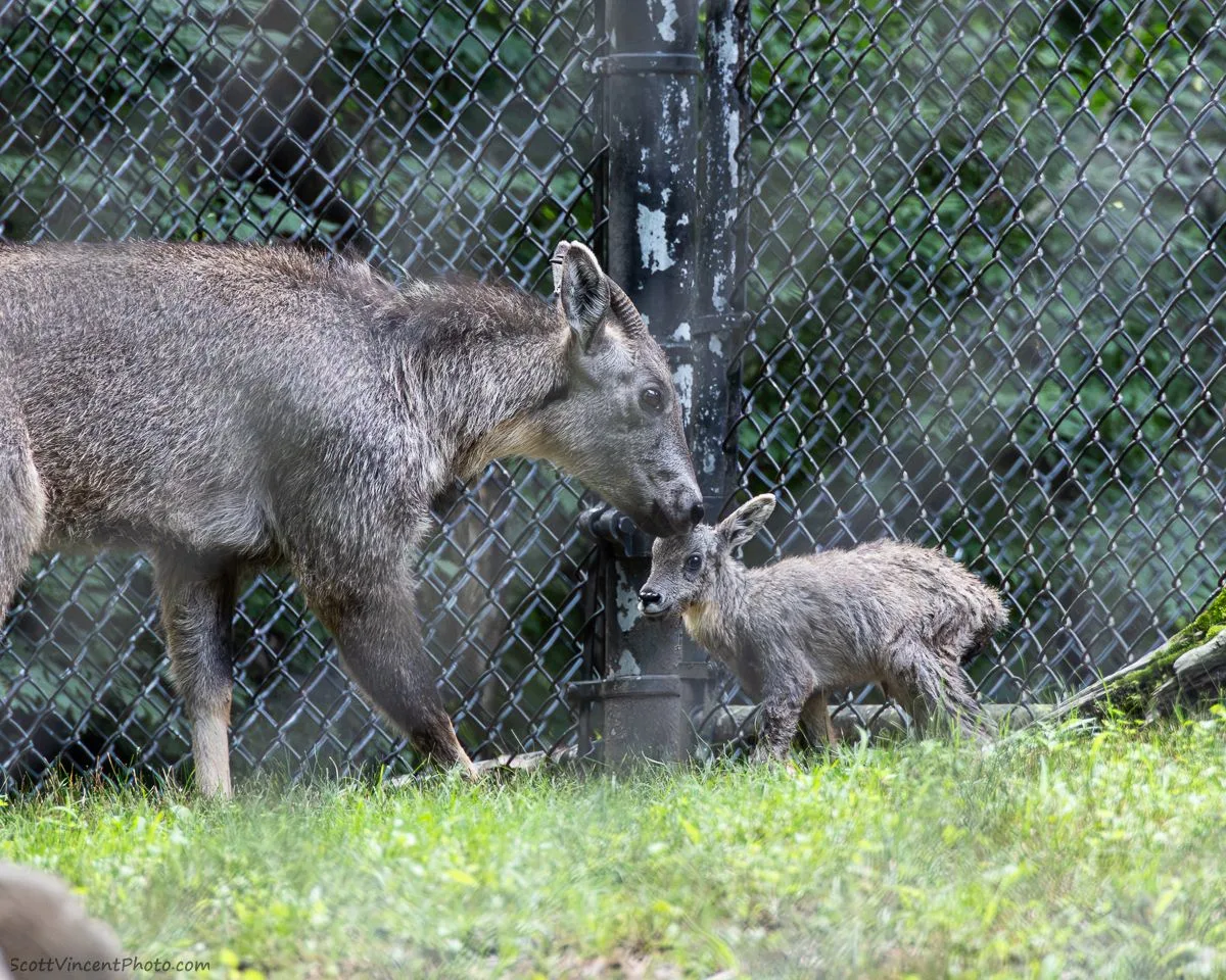 Chinese Goral Mother and Calf interacting