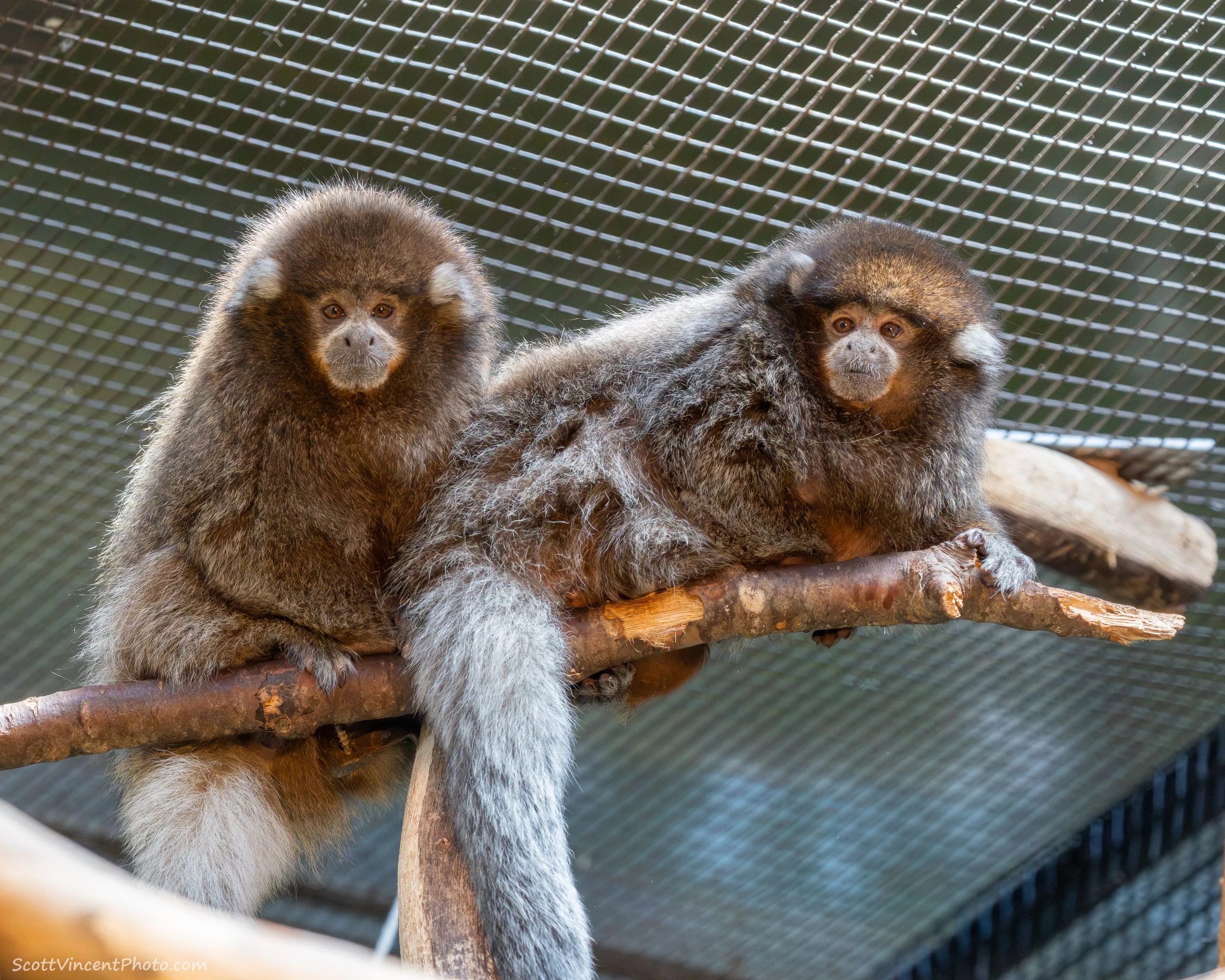 MEET THE ZOO'S ADORABLE NEWEST DUO: TWO TITI MONKEYS DEBUT AT CONNECTICUT'S BEARDSLEY ZOO
