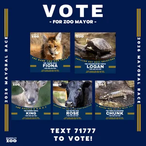 2025 Mayoral Election Kicks Off at Connecticut's Beardsley Zoo as Animals Compete to Lead the Pack