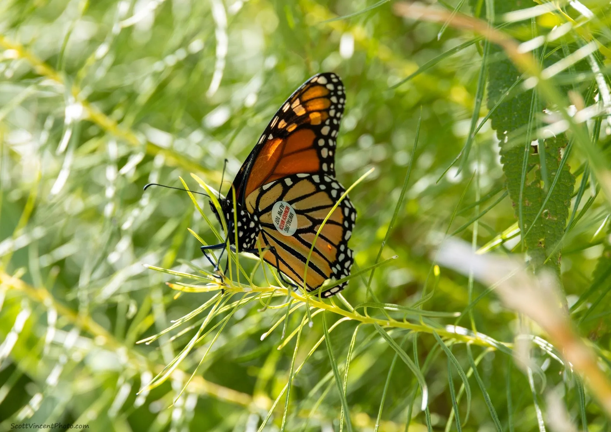 Monarch Watch