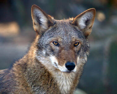 American Red Wolf facing to the right and looking at the camera.
