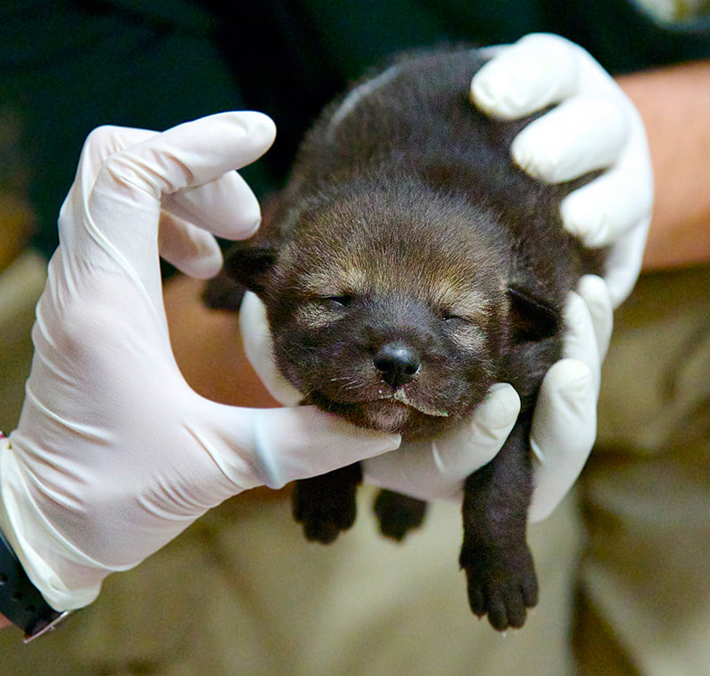 Baby American Red Wolf being held by zookeepers.