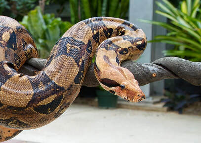Boa Constrictor slithering on a branch.