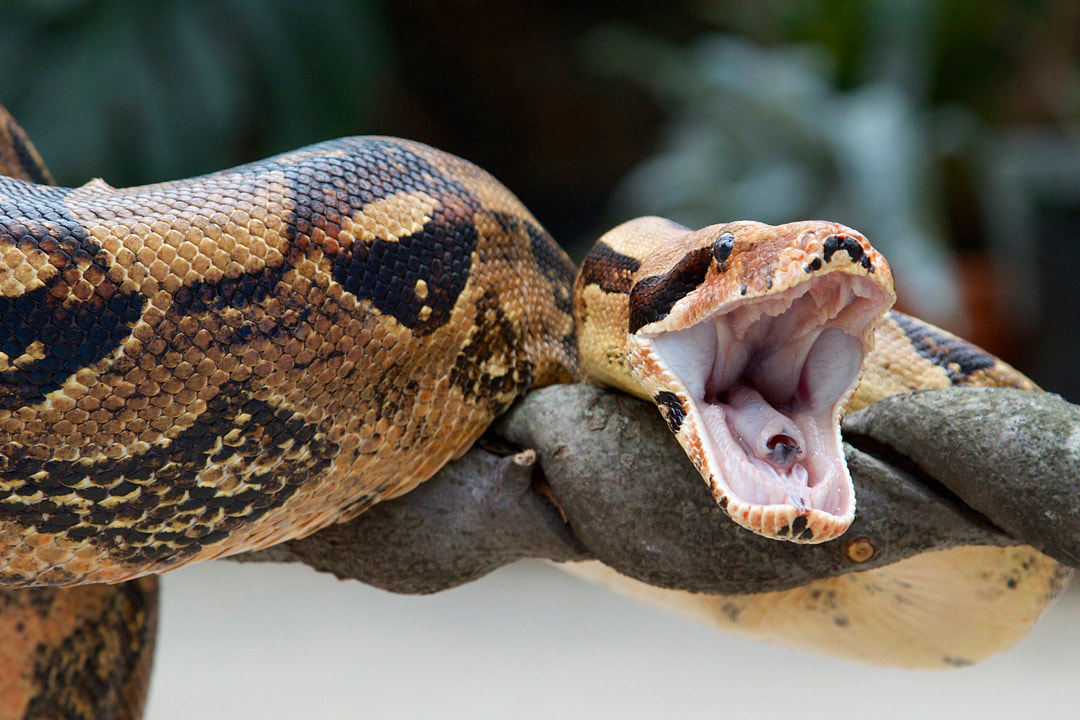 Boa Constrictor on a branch hissing with its mouth open.