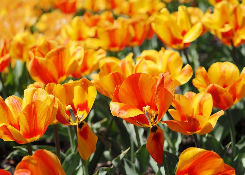 Tulips