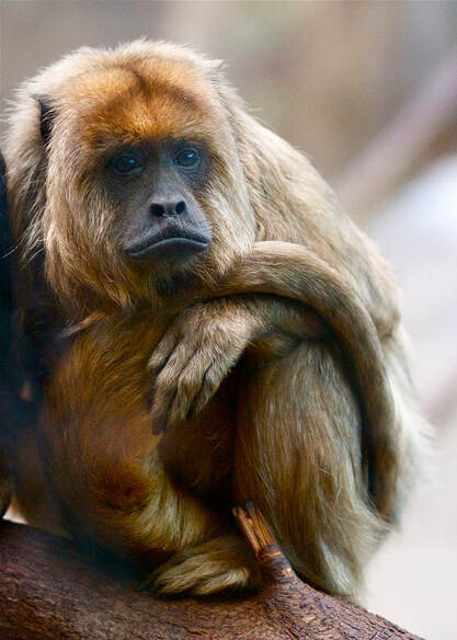 Black and Gold Howler Monkey sitting on a branch with its hand and tail resting on its lap..