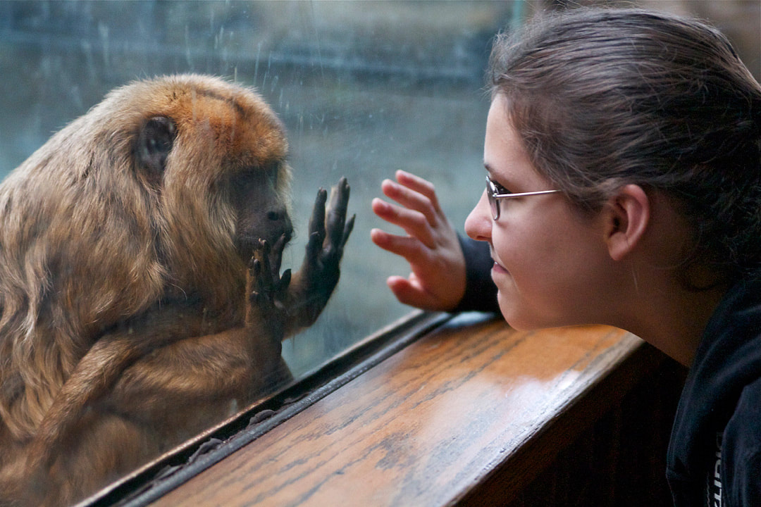 Black and Gold Howler Monkey looking at a zoo visitor through glass enclosure walls with its hands pressed against the glass.