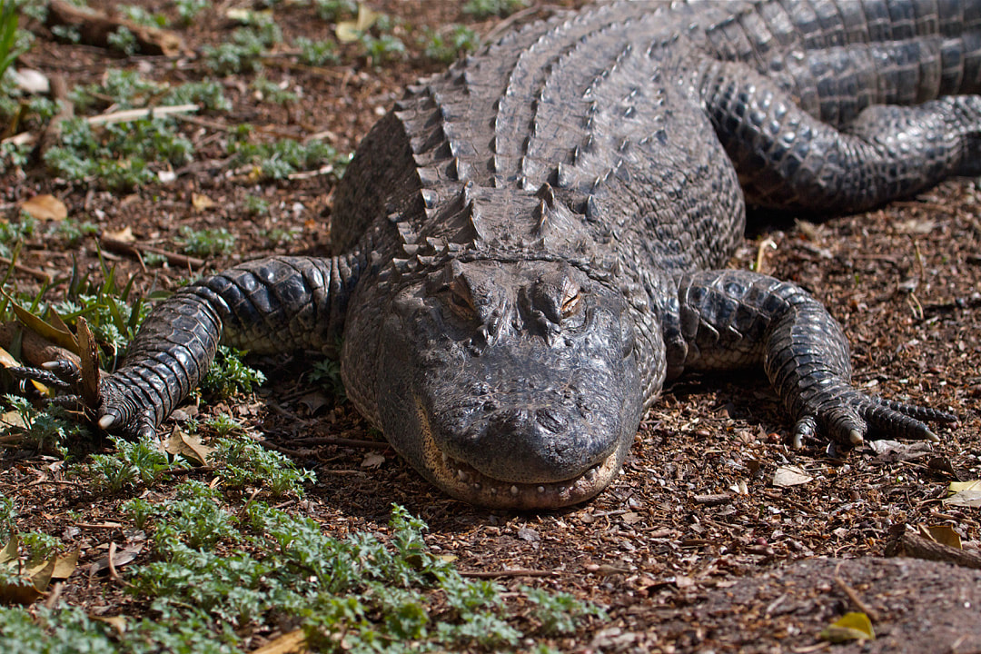 Front-facing view of an American Alligator walking on land. 
