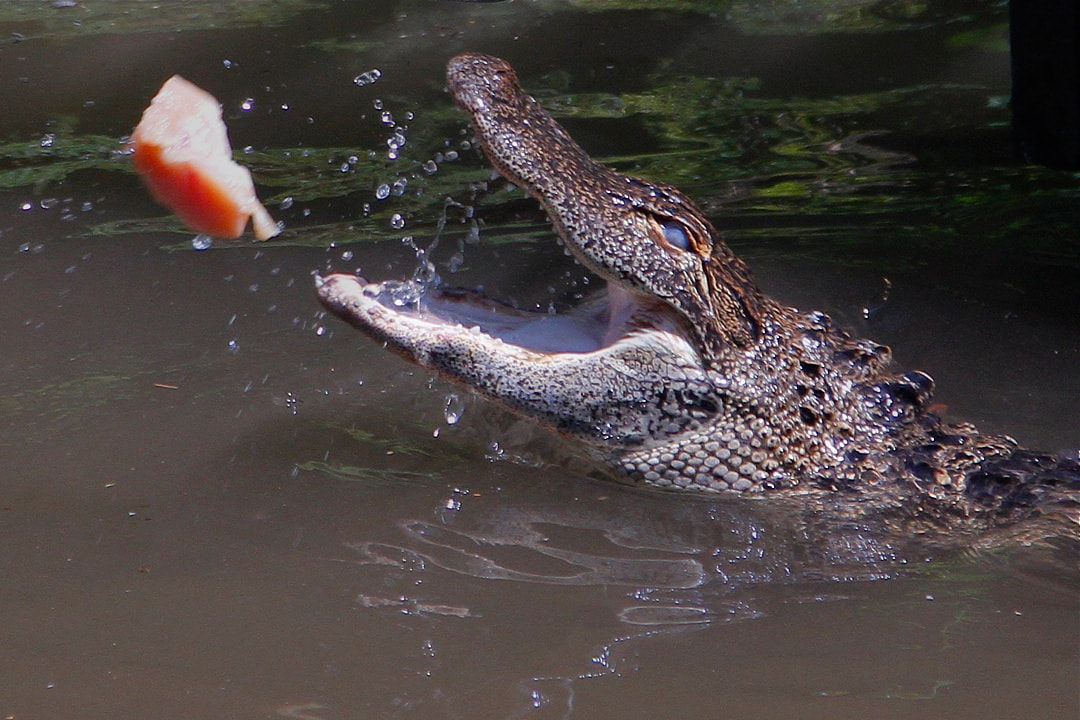 American Alligator with its jaw open catching a piece of meat.