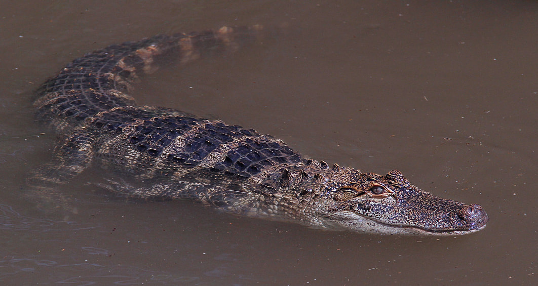 American Alligator swimming in a body of water.