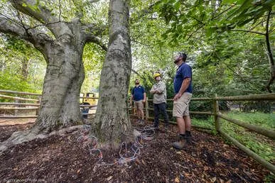 Branching Out in Tree Care: Beardsley Zoo's First Tree Injections Target Beech Leaf Disease