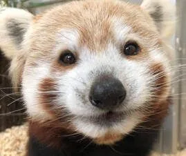 Connecticut's Beardsley Zoo Mourns the Loss of Beloved Berry, the Red Panda