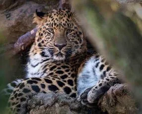 Conservation Threats to Amur Leopards