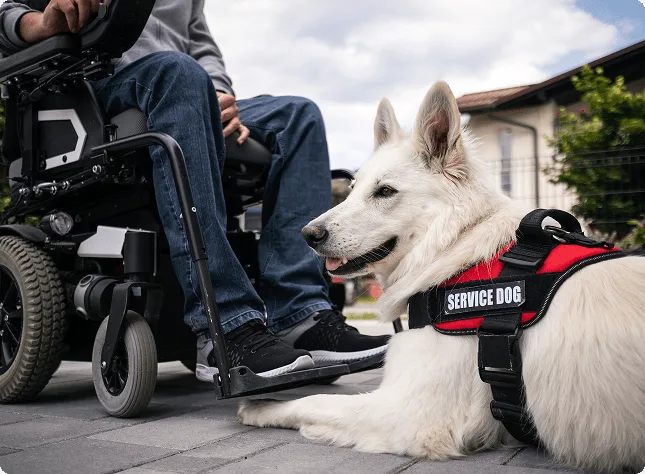Service Dogs