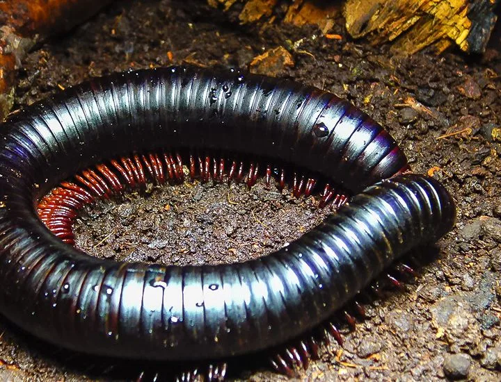 African Millipede on the ground