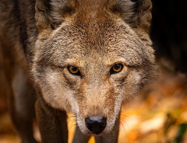 Front-facing view of an American Red Wolf looking at the camera straight-on.