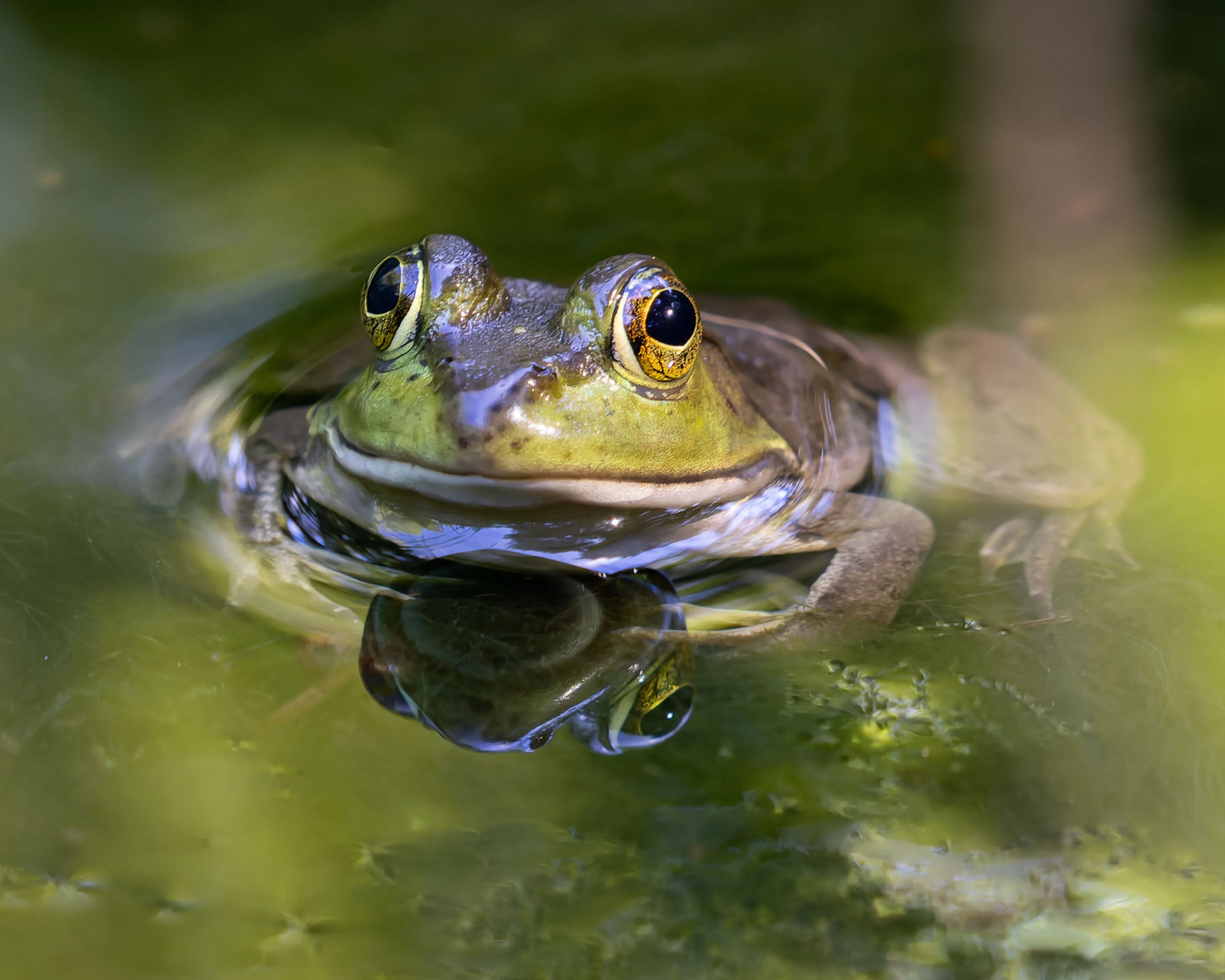 Frog Watch