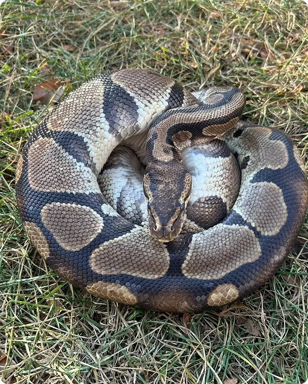 Ball Python coiled into a ball in the grass.