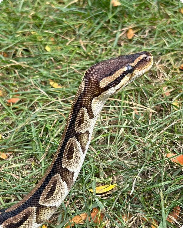 Ball Python with its head reared in a grassy area.