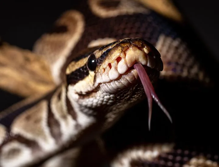 Front-facing view of a Ball Python with its tongue sticking out. 