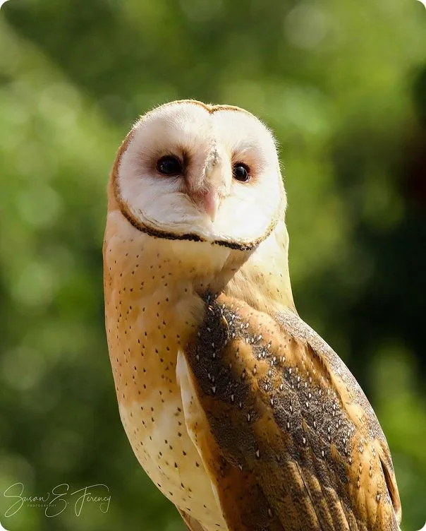 Barn Owl turned to the left with its face looking toward the camera.
