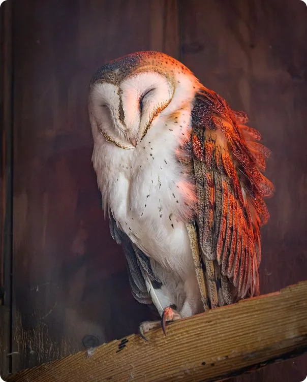 Barn Owl perched on a branch.