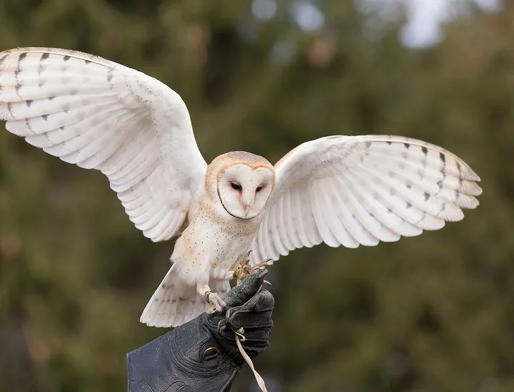 Barn Owl perched on a gloved hand with its wings outstretched.
