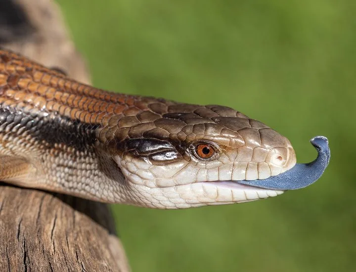 Blue-tongued Skink facing to the right with its tongue sticking out.