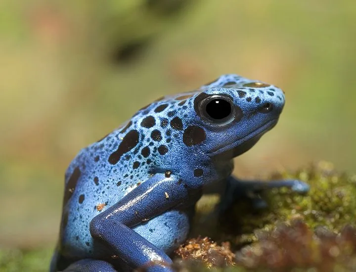 Blue Poison Dart Frog facing to the right.