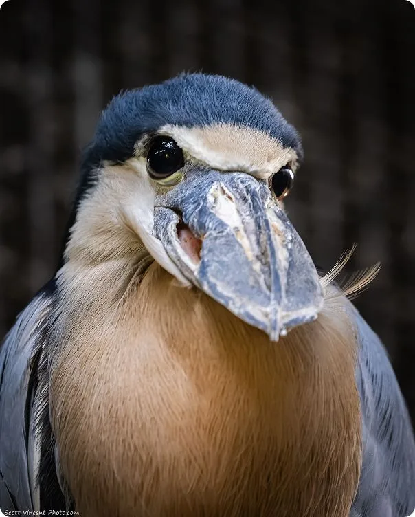 Front-facing image of a Boat-Billed Heron.