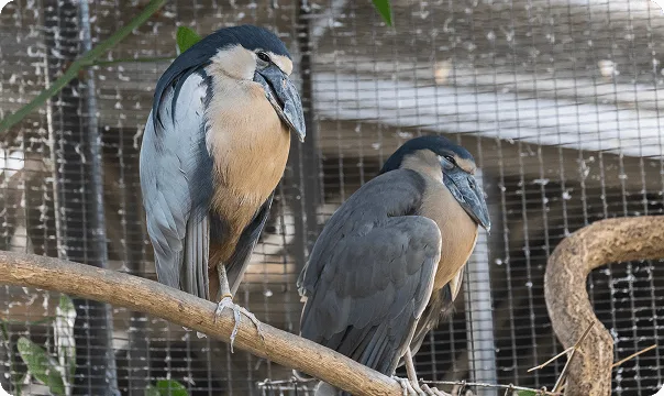 Boat-Billed Heron perched on a branch in a cage.