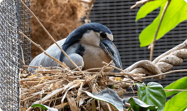Boat-Billed Heron laying in a nest.