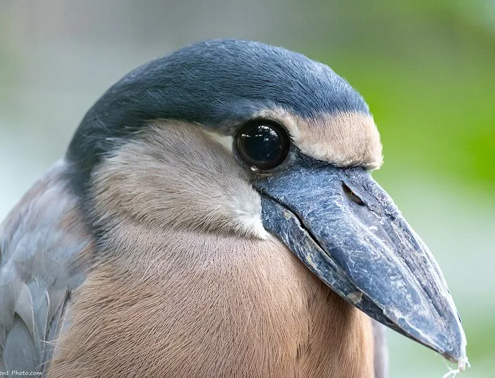 Boat-Billed Heron looking to the right.