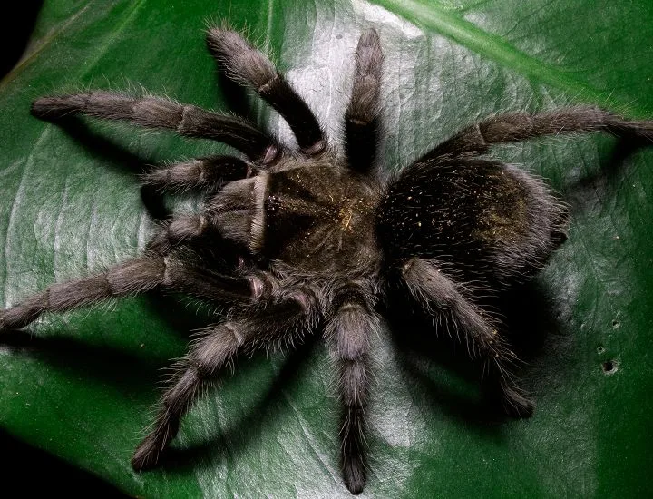 Brazilian Black Tarantula on a leaf.