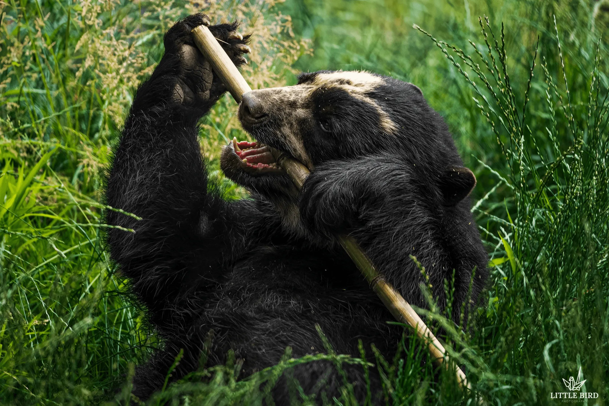 Andean Bear sitting in tall grass and eating a stick of bamboo.