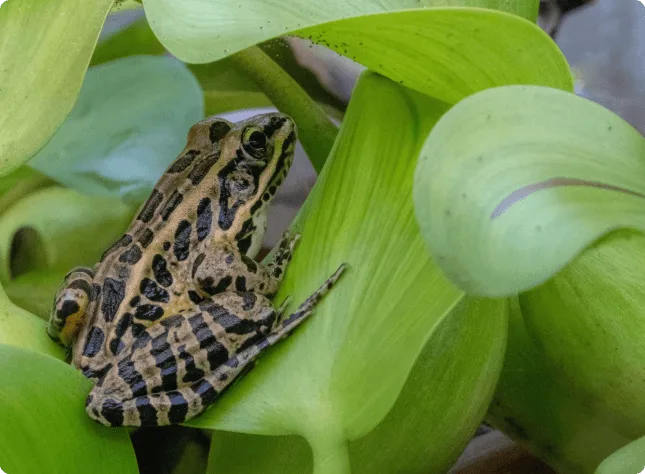 Join Us for FrogWatch 2026