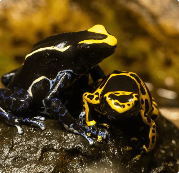 Register for FrogWatch Training Sessions 
