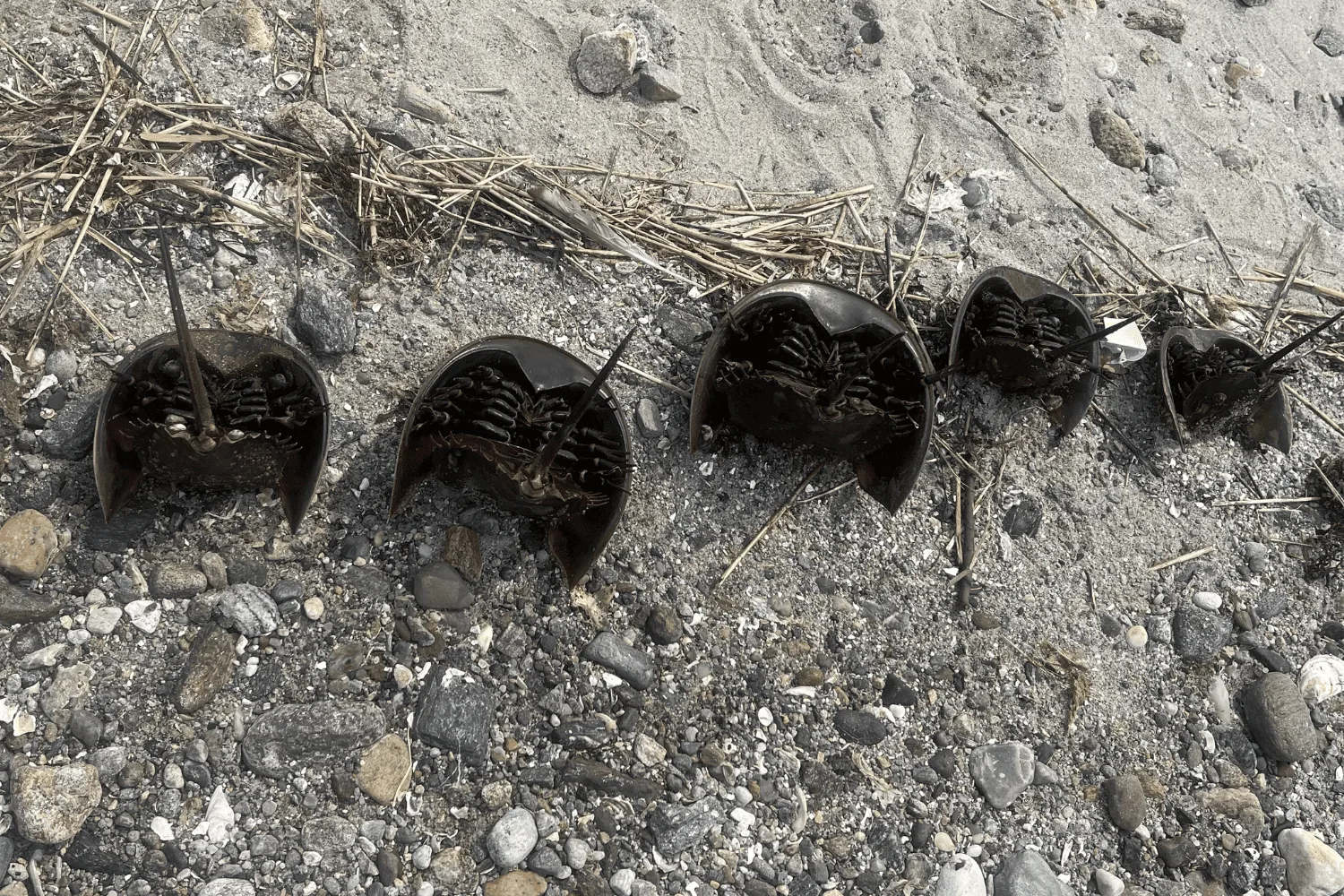 Horseshoe crabs laying upside down in the sand.