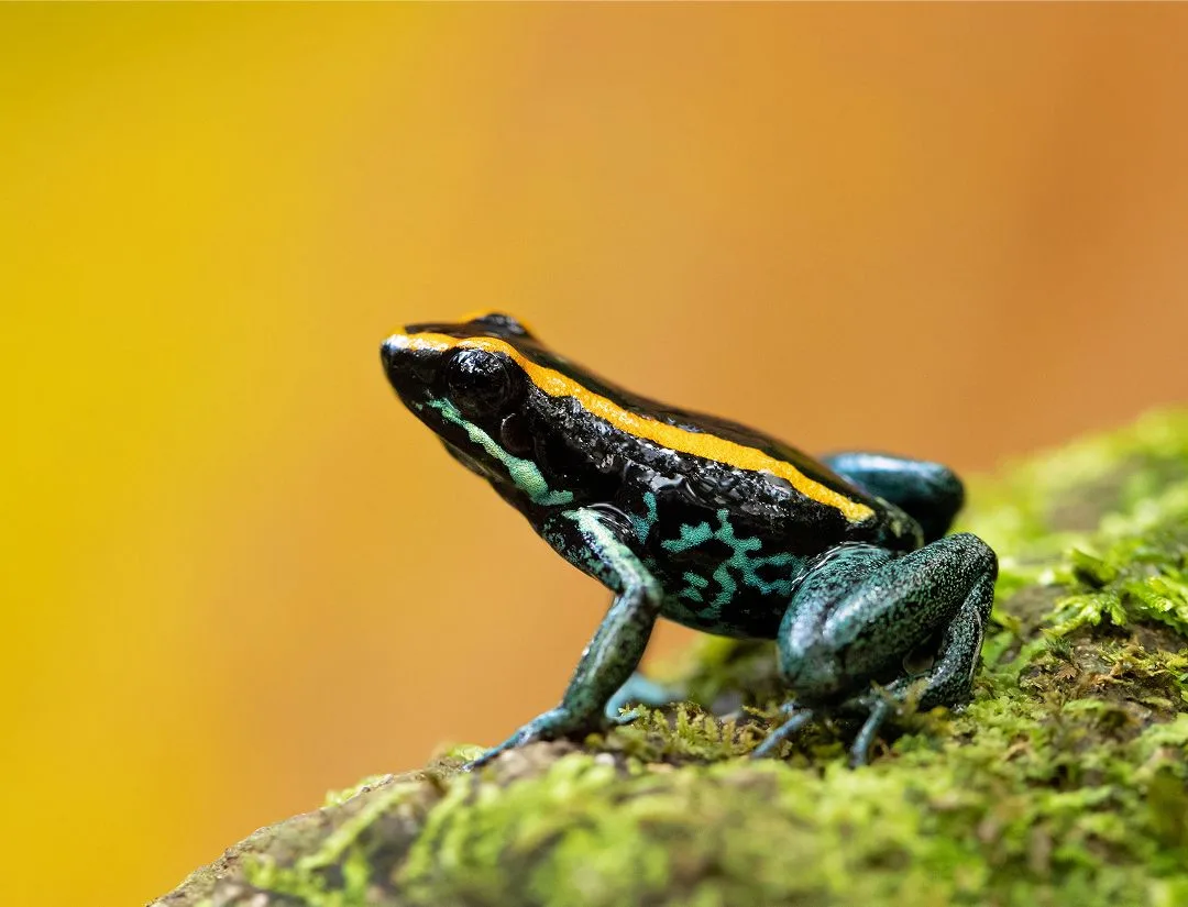 Golfodulcean Poison Dart Frog