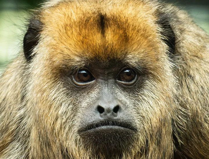 Front-facing image of a Black and Gold Howler Monkey. 