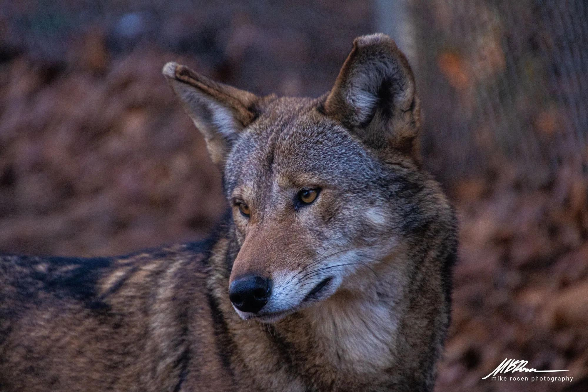 National Wolf Awareness Week