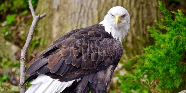 National Bald Eagle Day