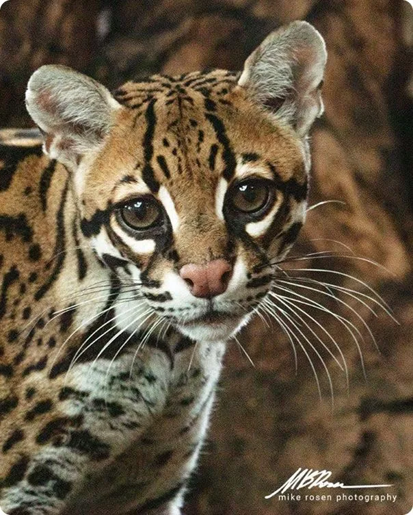 Front-facing image of a Brazilian Ocelot.