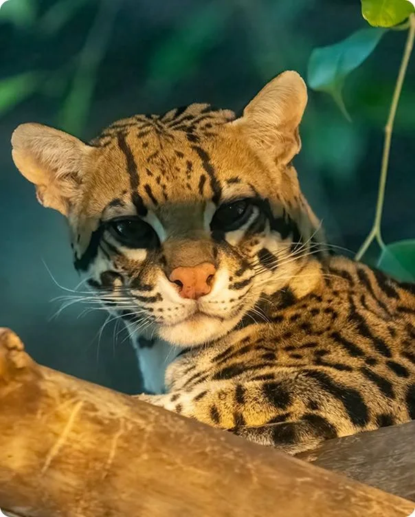 Brazilian Ocelot looking over a branch.