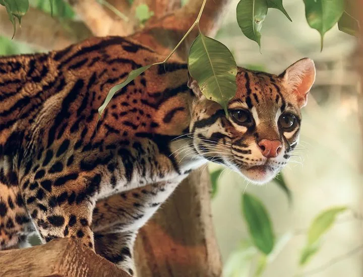 Brazilian Ocelot standing on a ledge and looking to the right.