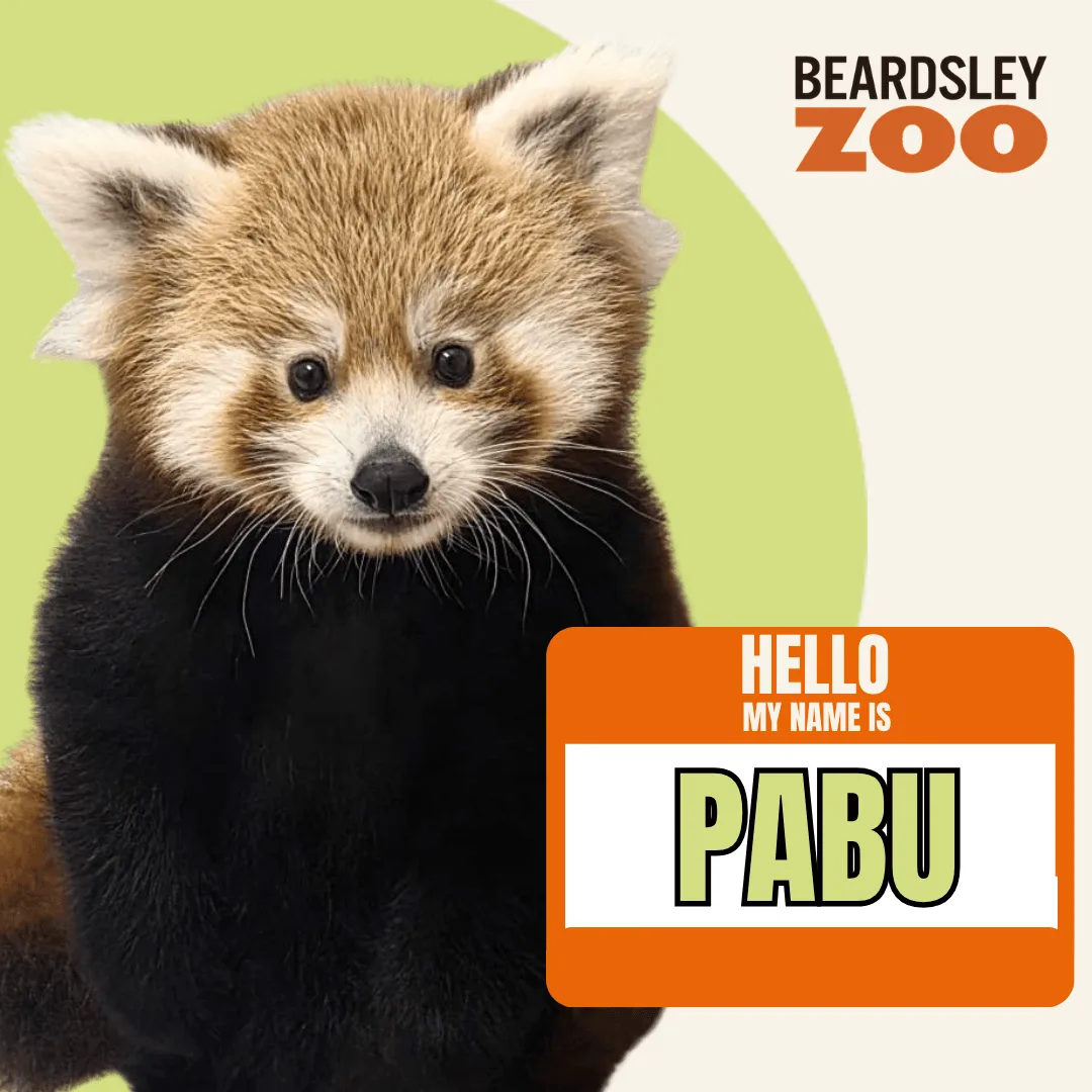 MEET PABU! BEARDSLEY ZOO’S FIRST-EVER RED PANDA CUB GETS HIS PERFECTLY FITTING NAME